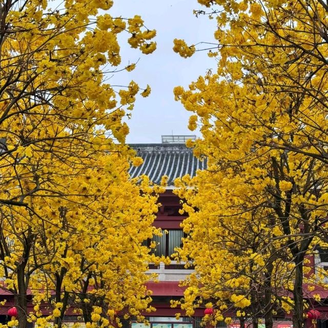 ✨廣州光孝寺~賞黃花風鈴木✨