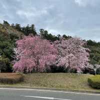 しだれ桜のトンネルは圧巻