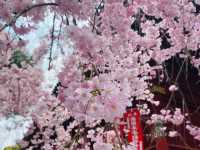 UENO PARK ในวันที่ซากุระบาน🌸