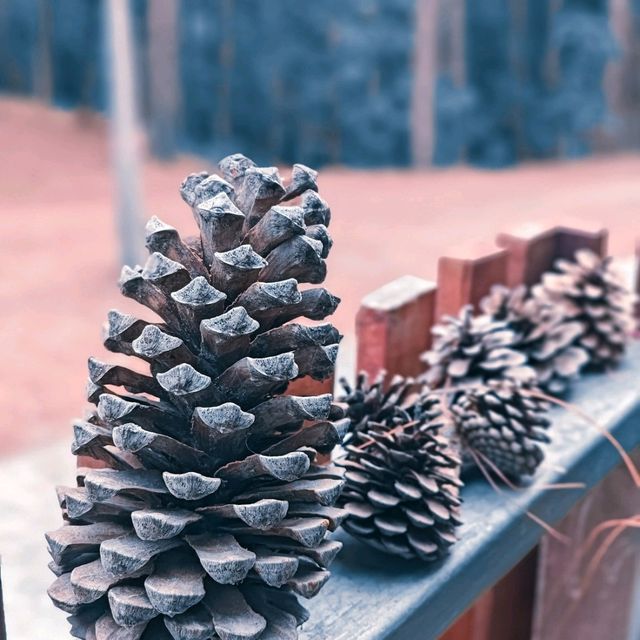 นอนชิว สดชื่น ในป่าสนธรรมชาติสวนป่าดอยบ่อหลวง