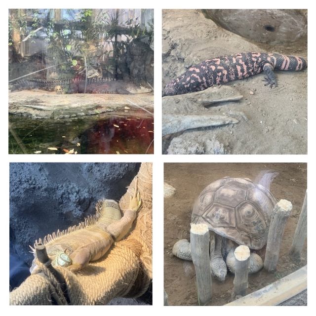 嘩嘩嘩🤩🤩令人大開眼界的上野動物園