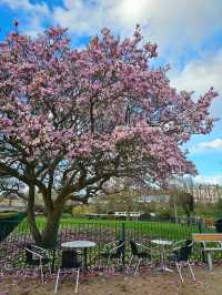🇬🇧 영국 런던 리치몬드에서 봄을 즐기다 