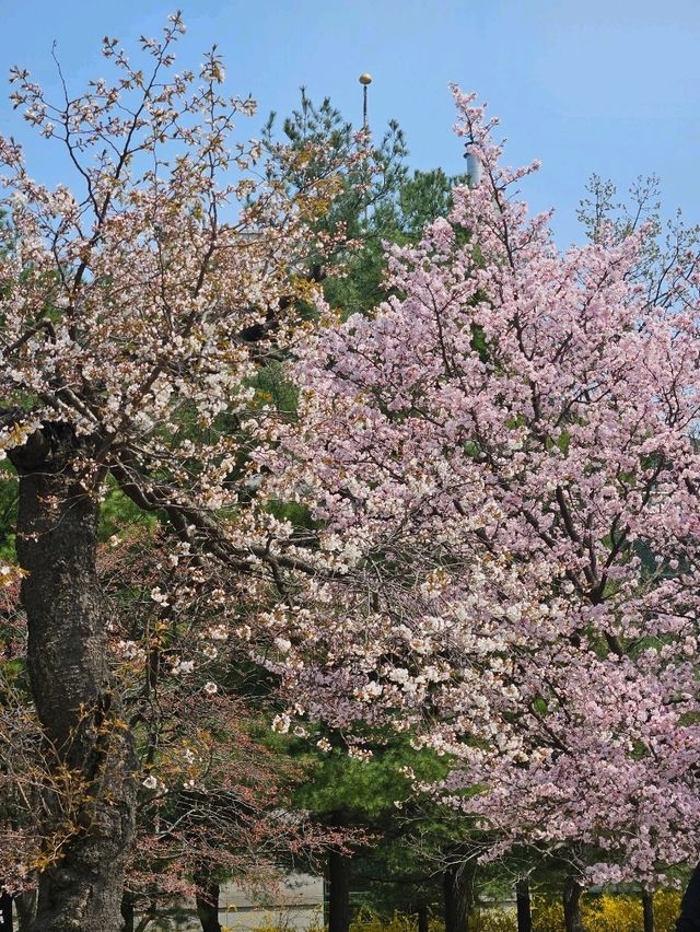 아무도 모르는 고양시 벚꽃명소