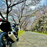 北神山の桜並木