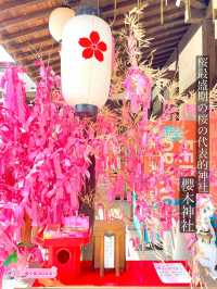 【櫻木神社/千葉県】桜最盛期の桜の代表的神社