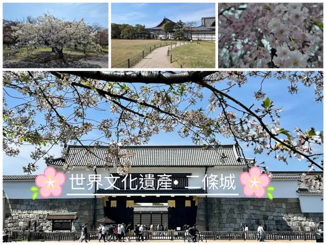 【京都二條城】春季賞櫻🌸，適合所有年齡層的遊客