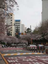 🌸 광안리 삼익비치 아파트, 벚꽃 구경 🌸