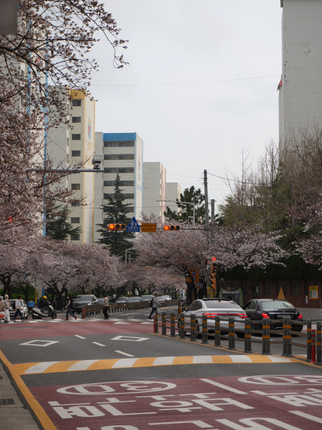 🌸 광안리 삼익비치 아파트, 벚꽃 구경 🌸