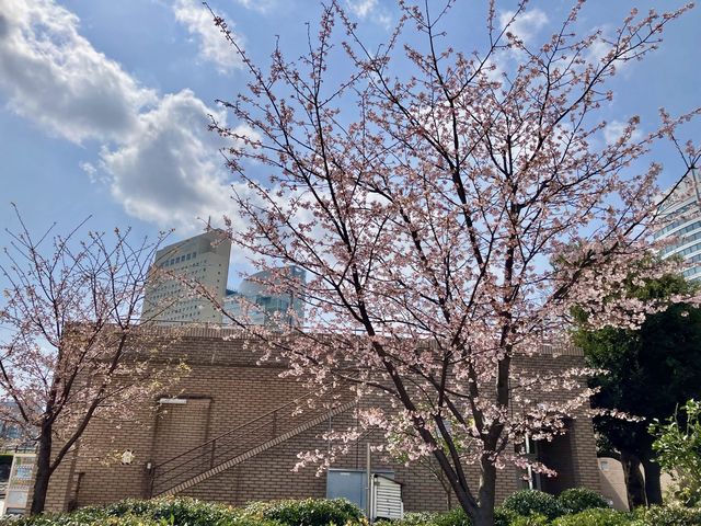 日本丸紀念公園@櫻木町