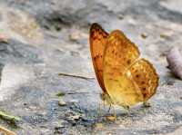 The Park that are famous for Butterflies 