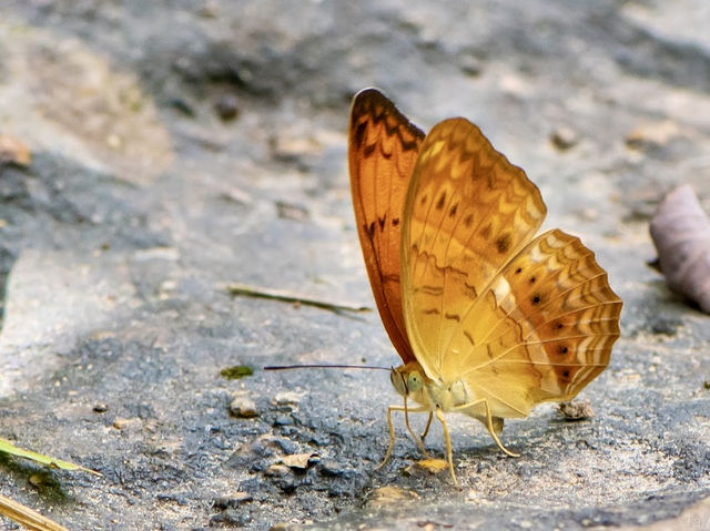 The Park that are famous for Butterflies 