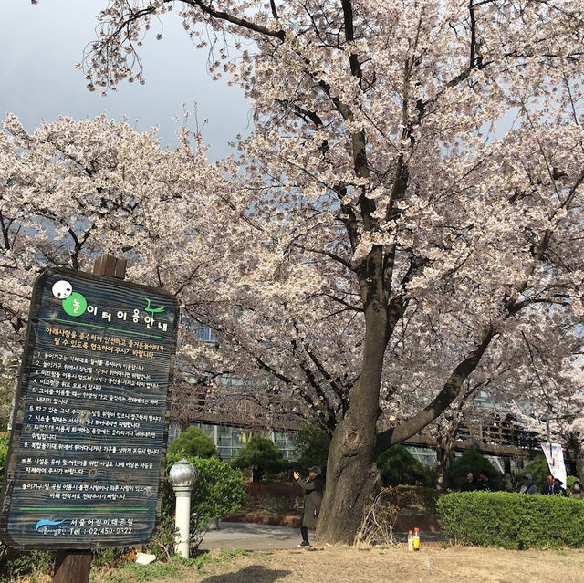【首爾】兒童大公園：春天賞櫻，不容錯過！