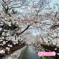 Jinhae Cherry Blossoms 🌺 🇰🇷