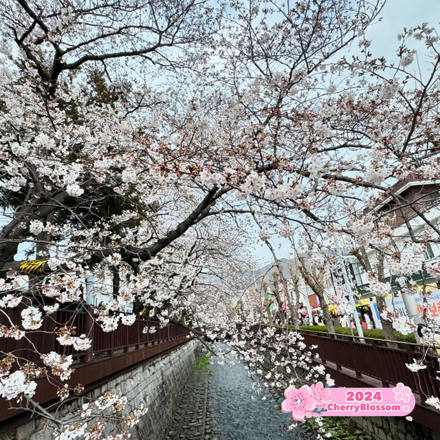 Jinhae Cherry Blossoms 🌺 🇰🇷