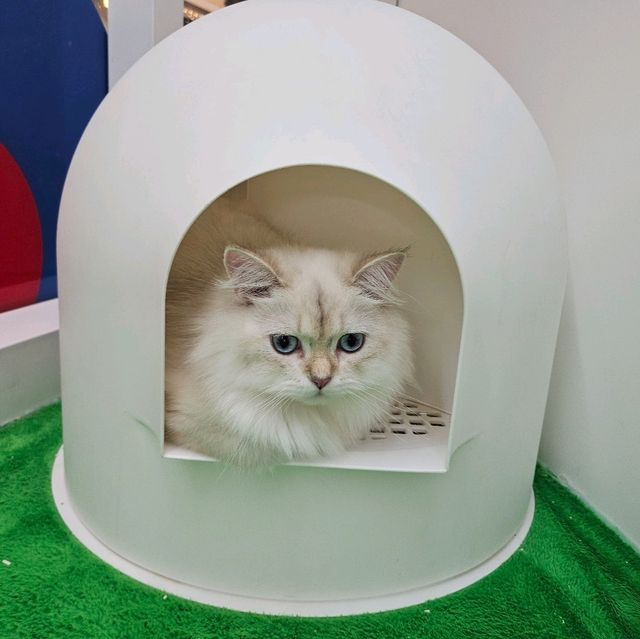 貓癡必去超能貓空間🐱🐈🐈‍⬛