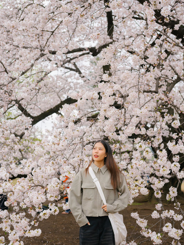 ปิกนิกชิลๆ ที่ ‘สวน Shinjuku Gyoen’ 🌸🌳