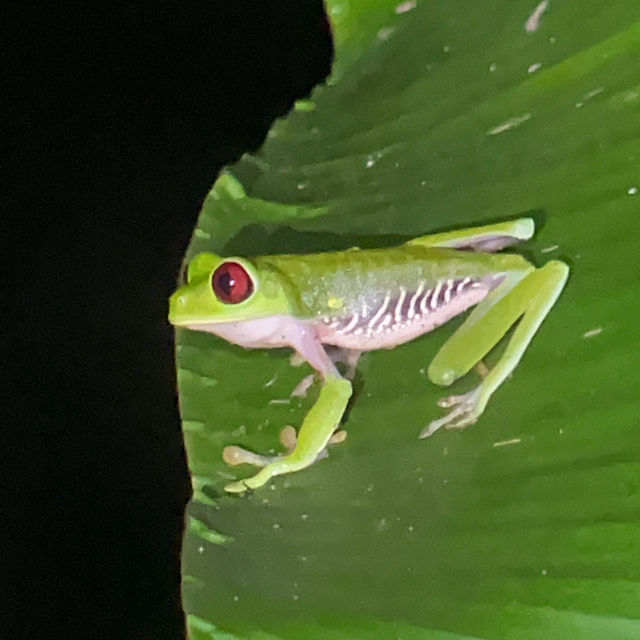 ドラケ湾のジャングル