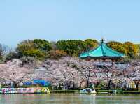 上野恩賜公園櫻花