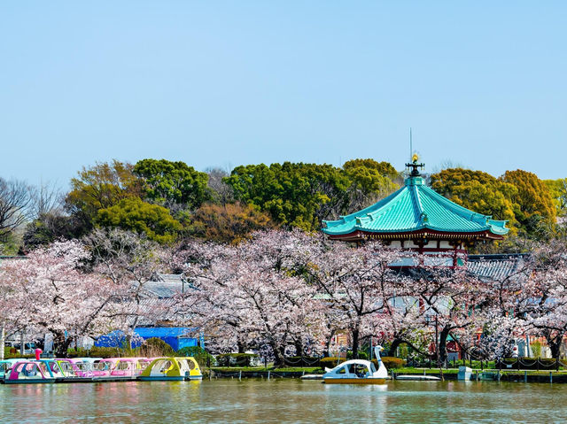 上野恩賜公園櫻花