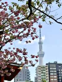 자연의 싱그러움, 분홍 꽃이 만발하고 🌸 나무와 풀의 푸르름이 깃든 🌳 도쿄 봄여행지 추천