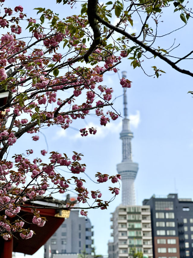 자연의 싱그러움, 분홍 꽃이 만발하고 🌸 나무와 풀의 푸르름이 깃든 🌳 도쿄 봄여행지 추천