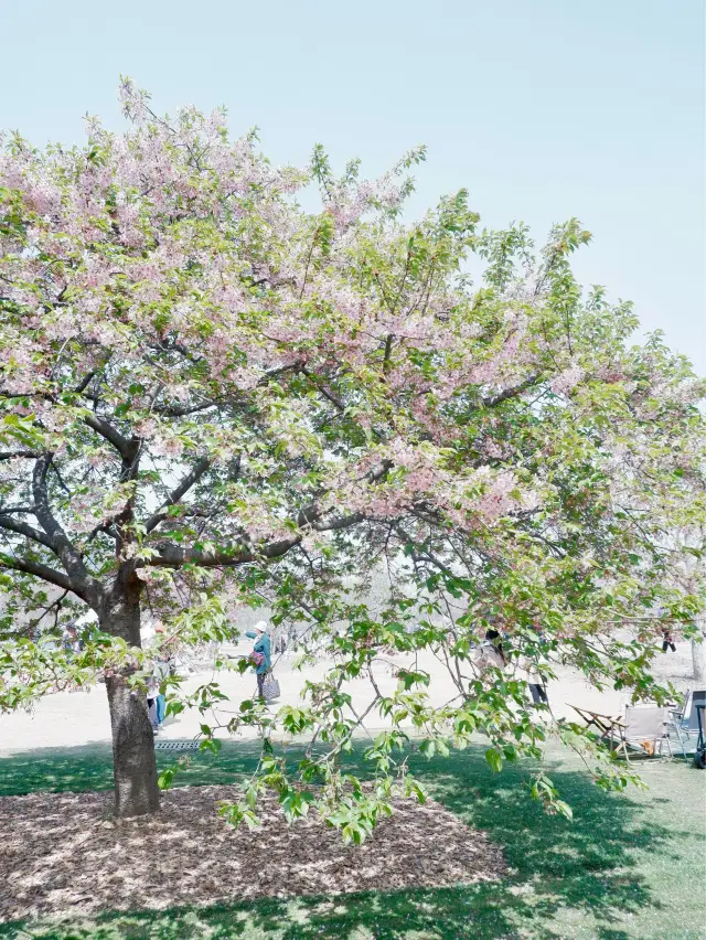 Shanghai Chenshan Botanical Garden: Magnolia and Cherry Blossom Festival