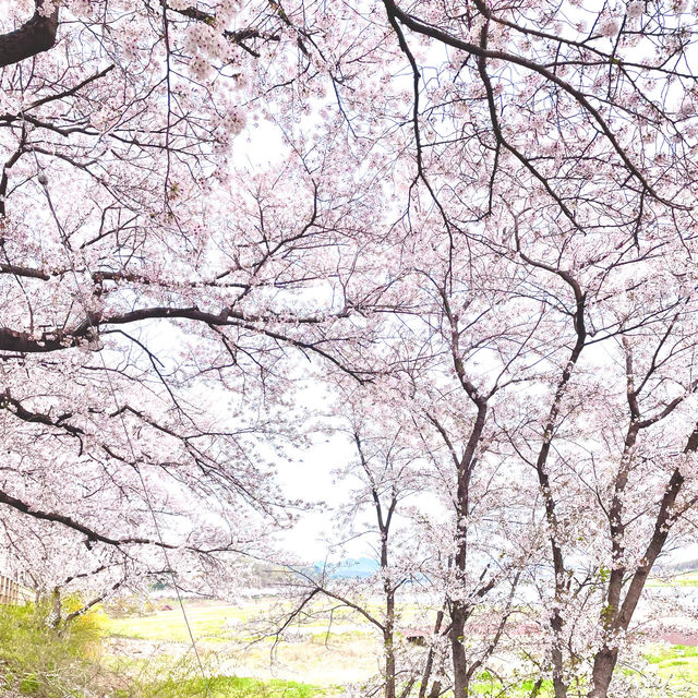 Cherry Blossom Street by the Daereungwon Tomb