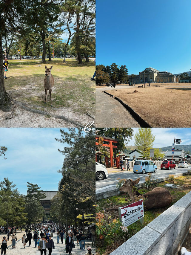 หนีแมวมาหากวางที่นารา NARA , JAPAN