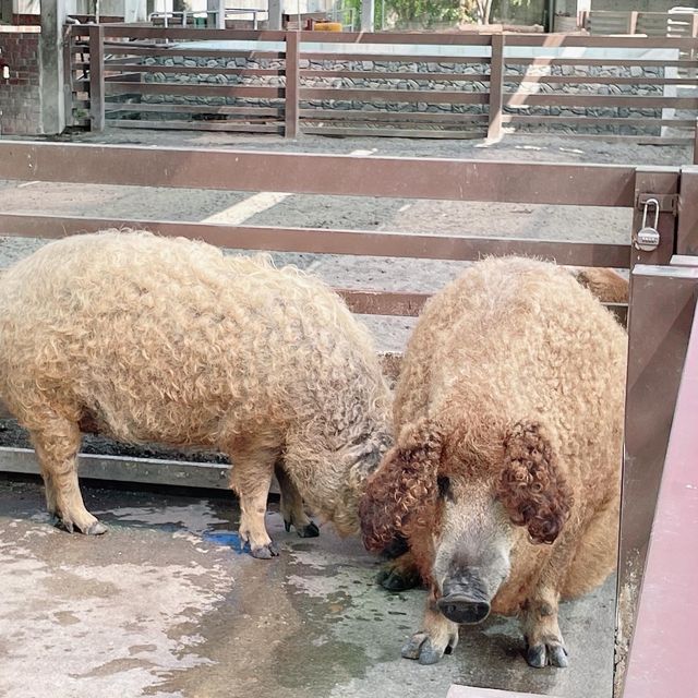 三隻小豬觀光農場 🖌 繽紛可愛的小小動物園🐖🦜