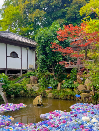 茨城】紫陽花の水中花が絶景すぎる💙一度は行きたいあじさい寺 | Trip