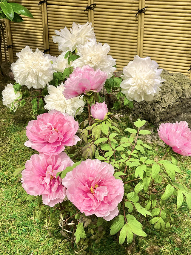 【島根　松江】庭園の中を歩ける