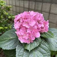 賞花好去處😍天水圍公園