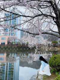 🌸동화 속 같은 몽글몽글한 벚꽃 커튼이 있는 이 곳🌸