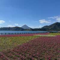 四季花海「池田湖」