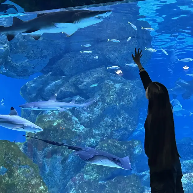 ประสบการณ์ที่น่าทึ่งที่ COEX Aquarium!