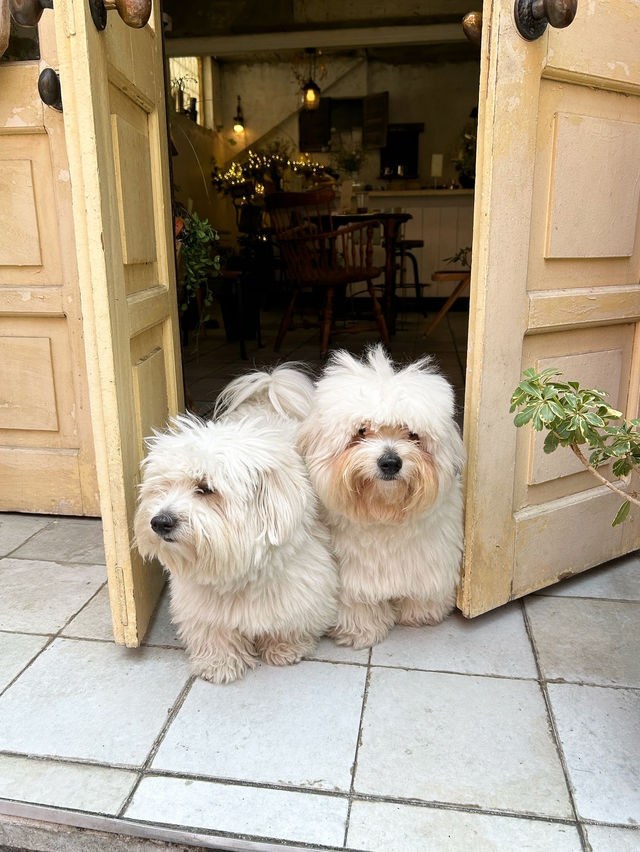 【釜山カフェ】田浦カフェ通りのフレトー専門店🐶