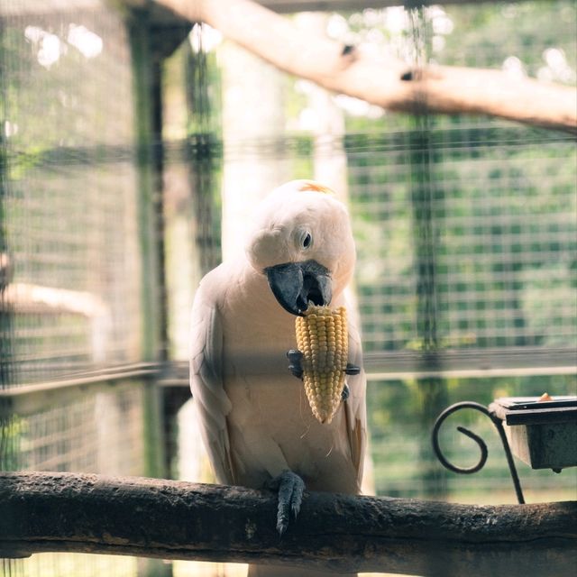 【インドネシア】ジャカルタで動物園に行くならラグナン動物園