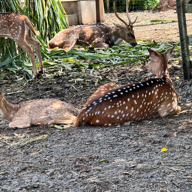 Lokkawi wildlife, Sabah