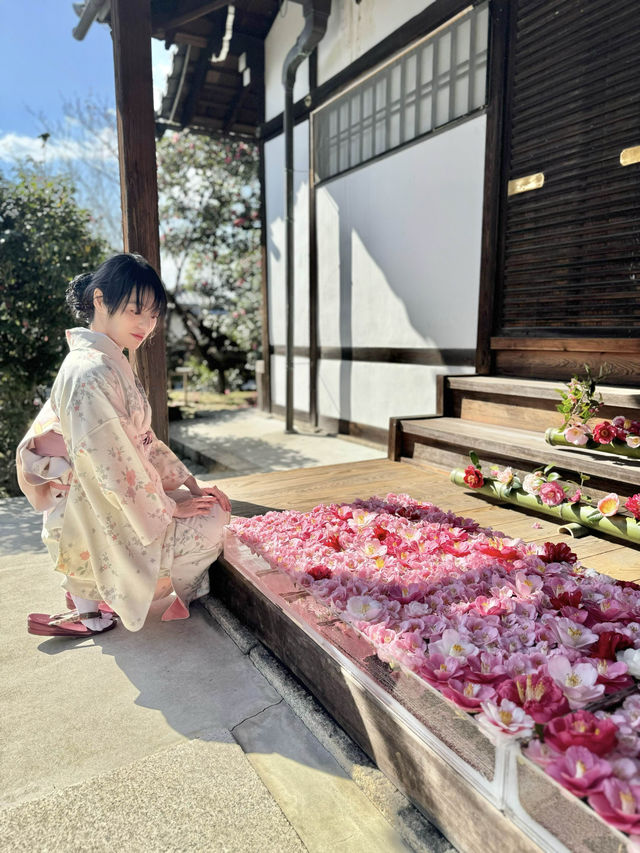 〜京都府〜女性のパワスポ椿が美しいお寺