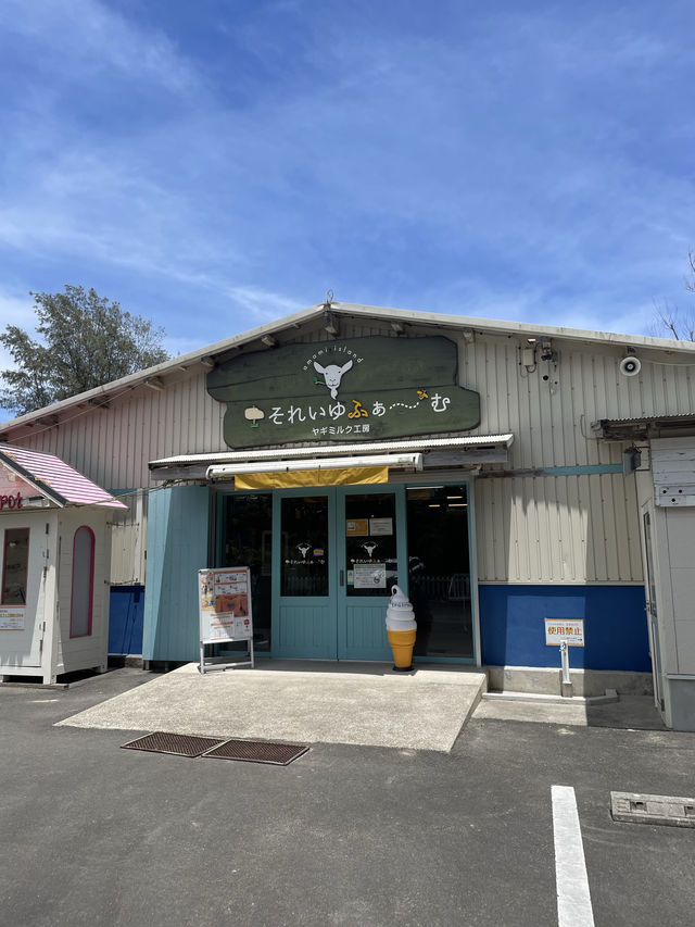 奄美大島　珍しい！ヤギのソフトクリーム🍦
