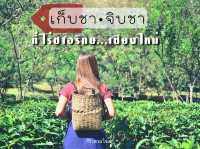 เที่ยวชมไร่ชาเก็บใบชาสดๆอากาศดีมาก เชียงใหม่