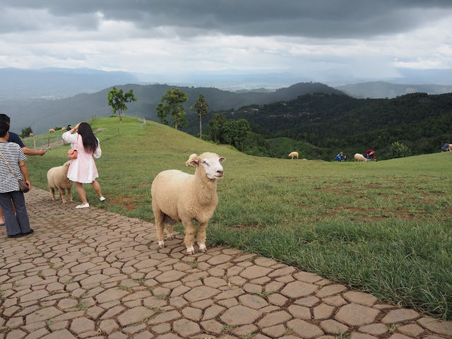 📍 Akha FarmVille จ.เชียงราย