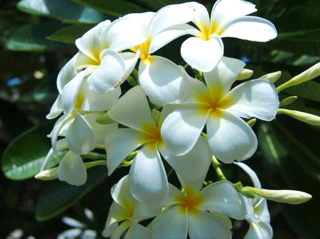 หนังใหญ่วัดขนอน จ.ราชบุรี