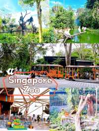 Outdoor Adventures in Singapore Zoo