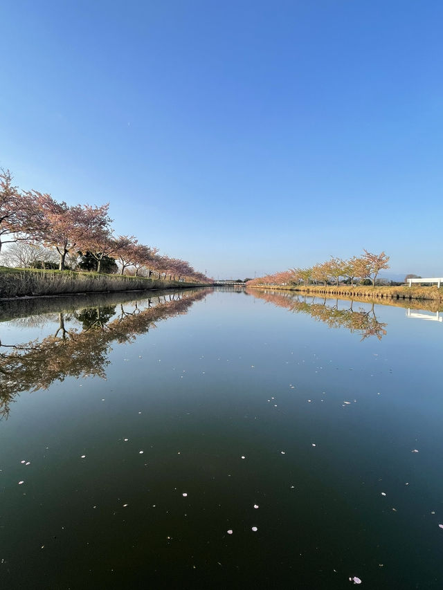 三重の桜の絶景ナンバー1 笠松ロード