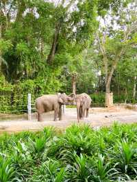 Wild Encounters at Singapore Zoo
