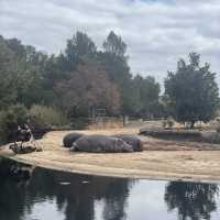 Werribee Zooで体感！サバンナ大冒険のサファリツアー