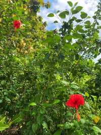 Hibiscus as flower emblem of Malaysia🌹