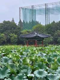 전주 덕진공원 데이트