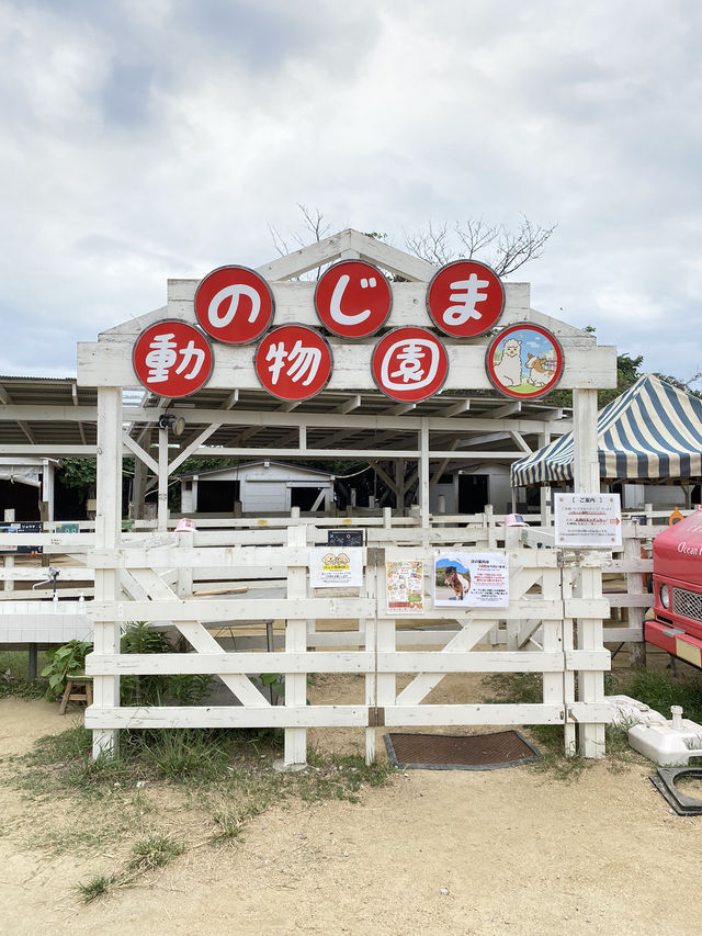 【淡路島】アルパカのラアル君にチューはしてもらえませんでした
